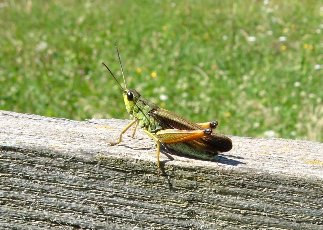 Ortotteri delle Orobie valtellinesi (Sondrio)